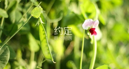 为什么现在女生都喜欢小鲜肉？成都婚介百和情缘解疑